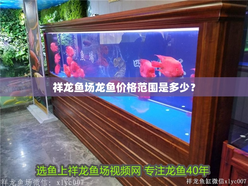 祥龍魚場龍魚價格范圍是多少？