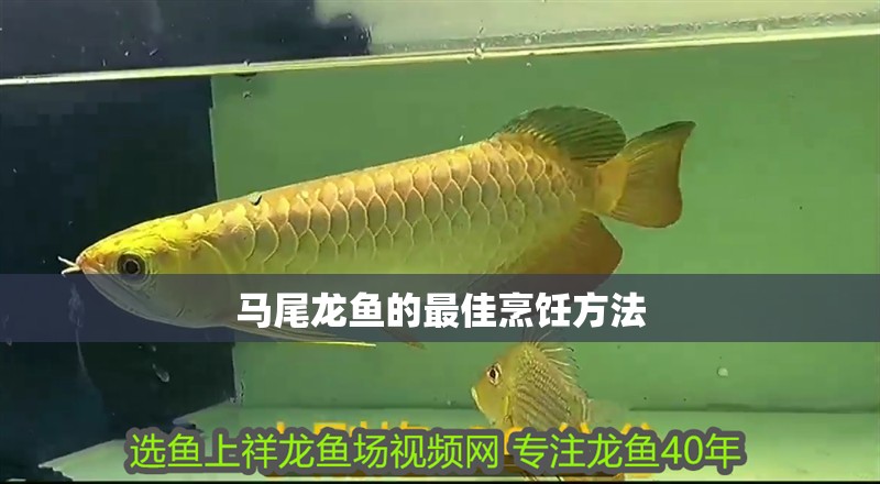 馬尾龍魚的最佳烹飪方法