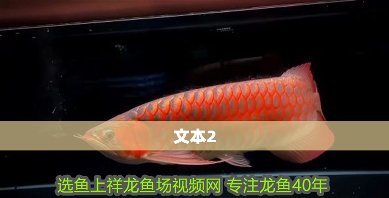文本2