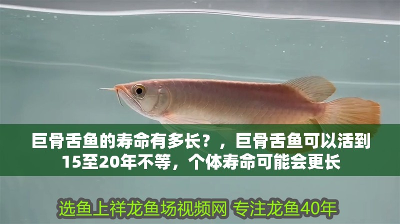 巨骨舌魚的壽命有多長？，巨骨舌魚可以活到15至20年不等，個體壽命可能會更長