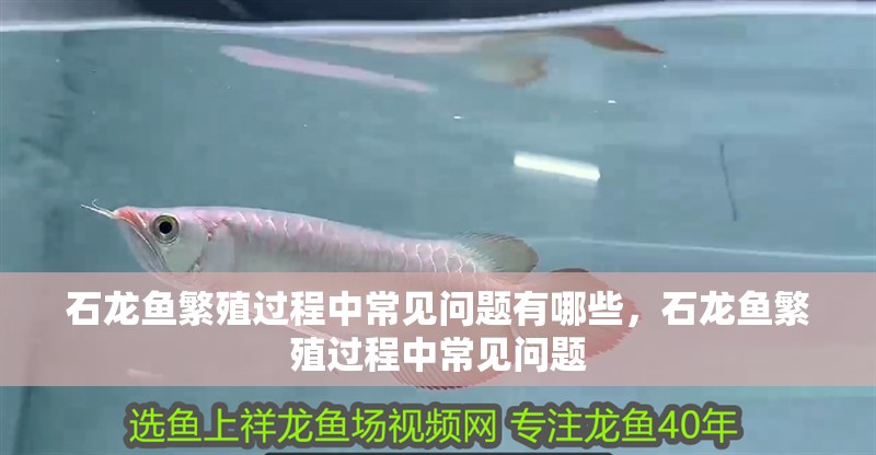 石龍魚繁殖過程中常見問題有哪些，石龍魚繁殖過程中常見問題