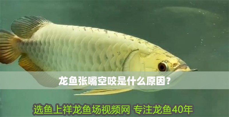龍魚(yú)張嘴空咬是什么原因？
