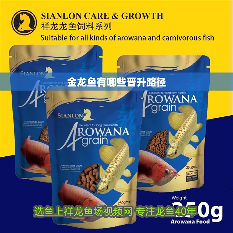 金龍魚有哪些晉升路徑