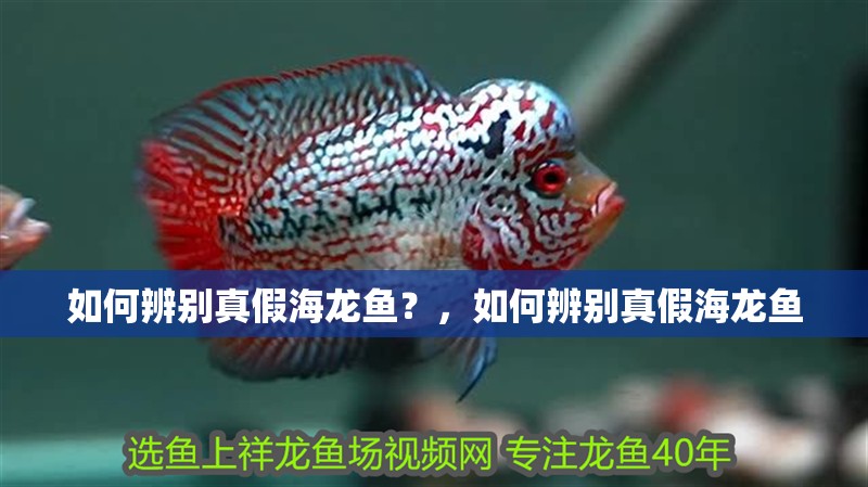 如何辨別真假海龍魚？，如何辨別真假海龍魚