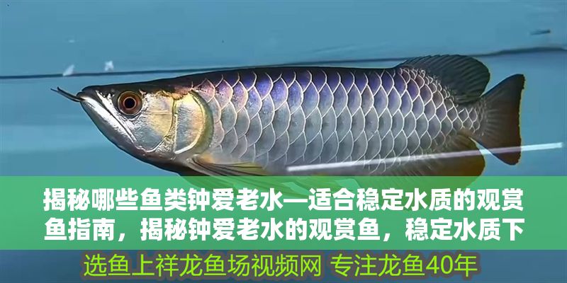 揭秘哪些魚類鐘愛老水—適合穩定水質的觀賞魚指南，揭秘鐘愛老水的觀賞魚，穩定水質下的理想選擇指南