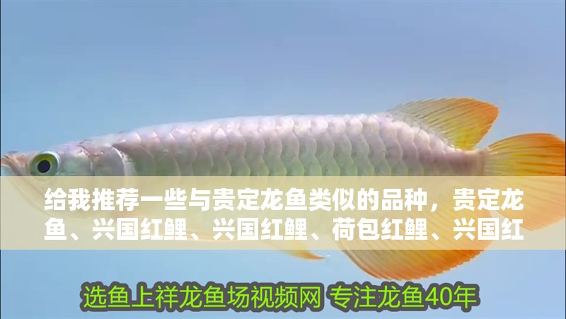 給我推薦一些與貴定龍魚類似的品種，貴定龍魚、興國紅鯉、興國紅鯉、荷包紅鯉、興國紅鯉、興國紅鯉