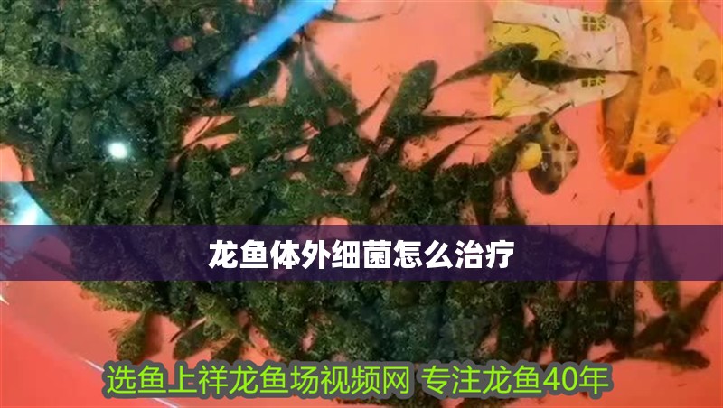龍魚體外細菌怎么治療