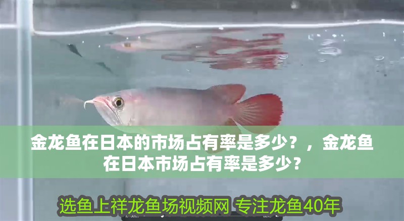 金龍魚在日本的市場占有率是多少？，金龍魚在日本市場占有率是多少？