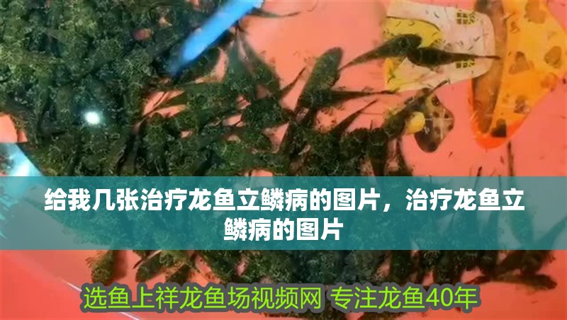 給我幾張治療龍魚立鱗病的圖片，治療龍魚立鱗病的圖片