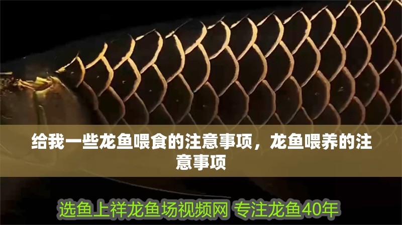 給我一些龍魚喂食的注意事項，龍魚喂養的注意事項