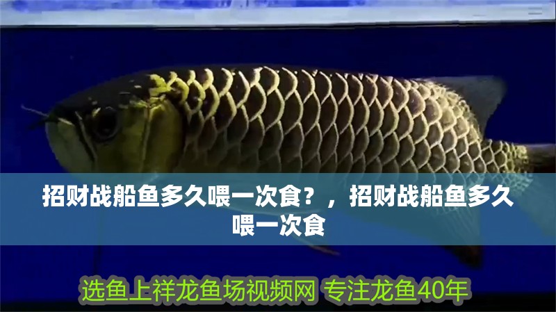 招財戰船魚多久喂一次食？，招財戰船魚多久喂一次食