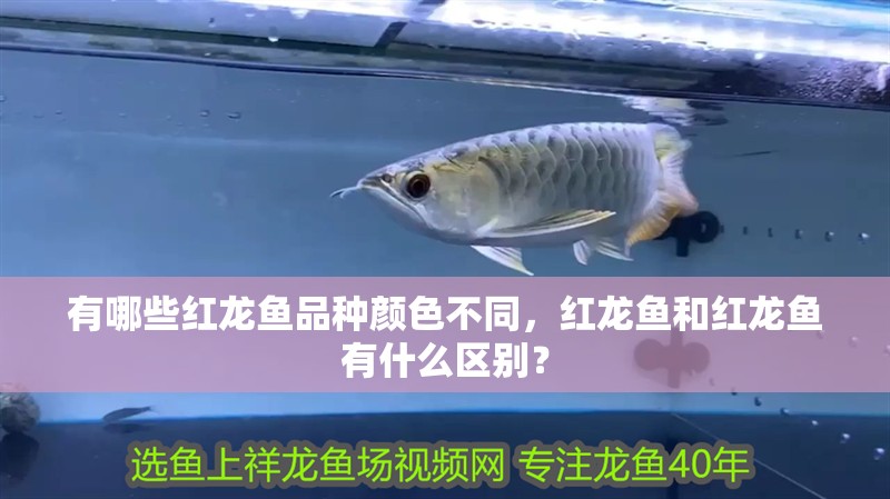 有哪些紅龍魚品種顏色不同，紅龍魚和紅龍魚有什么區別？