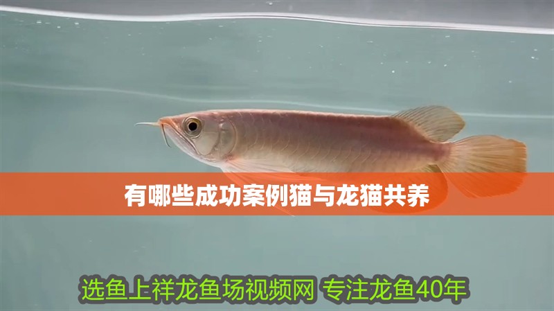 有哪些成功案例貓與龍貓共養