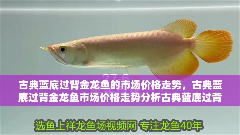 古典藍底過背金龍魚的市場價格走勢，古典藍底過背金龍魚市場價格走勢分析古典藍底過背金龍魚價格走勢