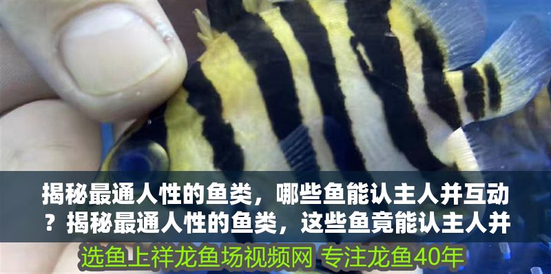 揭秘最通人性的魚類，哪些魚能認主人并互動？揭秘最通人性的魚類，這些魚竟能認主人并主動互動！ 揭秘最通人性的魚類，哪些魚能認主人并互動？揭秘最通人性的魚類，這些魚竟能認主人并主動互動！ 龍魚百科 第1張
