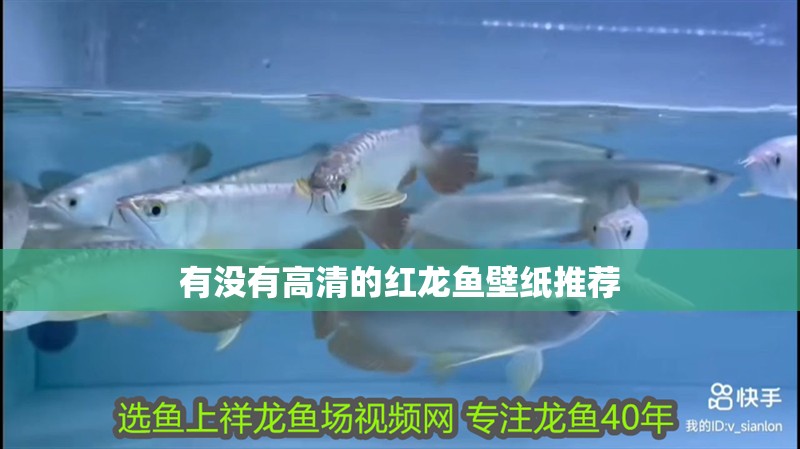 有沒有高清的紅龍魚壁紙推薦