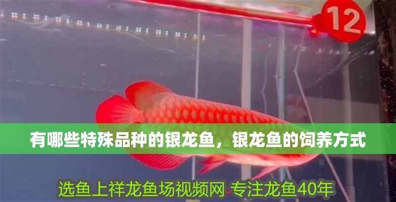 有哪些特殊品種的銀龍魚，銀龍魚的飼養方式