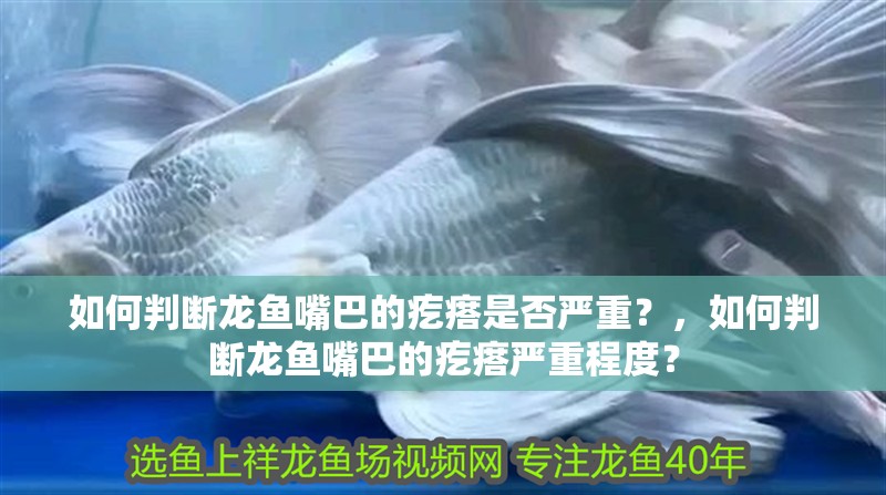 如何判斷龍魚嘴巴的疙瘩是否嚴重？，如何判斷龍魚嘴巴的疙瘩嚴重程度？