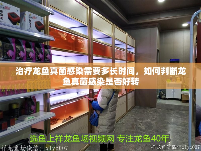 治療龍魚真菌感染需要多長時間，如何判斷龍魚真菌感染是否好轉
