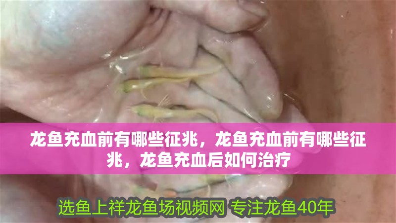 龍魚充血前有哪些征兆，龍魚充血前有哪些征兆，龍魚充血后如何治療