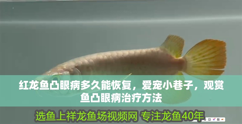 紅龍魚凸眼病多久能恢復，愛寵小巷子，觀賞魚凸眼病治療方法