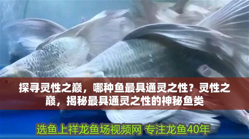 探尋靈性之巔，哪種魚最具通靈之性？靈性之巔，揭秘最具通靈之性的神秘魚類