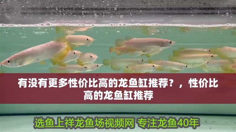 有沒有更多性價比高的龍魚缸推薦？，性價比高的龍魚缸推薦