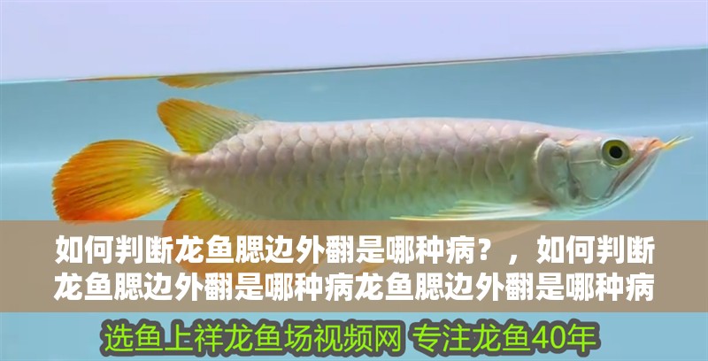 如何判斷龍魚腮邊外翻是哪種病？，如何判斷龍魚腮邊外翻是哪種病龍魚腮邊外翻是哪種病