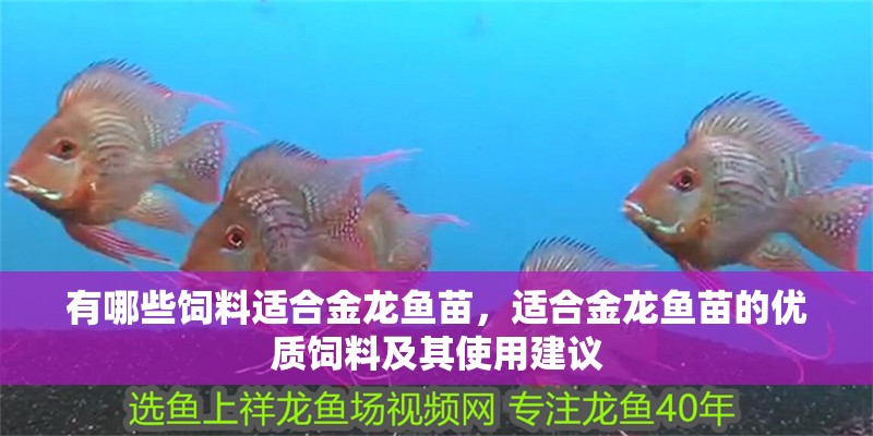 有哪些飼料適合金龍魚苗，適合金龍魚苗的優(yōu)質(zhì)飼料及其使用建議