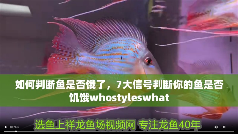 如何判斷魚是否餓了，7大信號判斷你的魚是否饑餓whostyleswhat