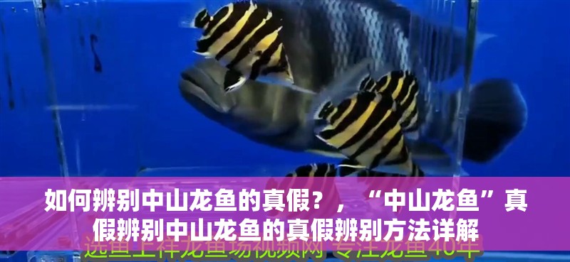 如何辨別中山龍魚的真假？，“中山龍魚”真假辨別中山龍魚的真假辨別方法詳解