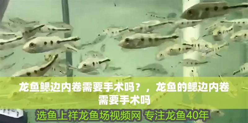 龍魚鰓邊內(nèi)卷需要手術嗎？，龍魚的鰓邊內(nèi)卷需要手術嗎