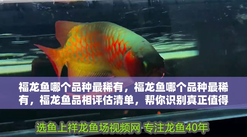 福龍魚哪個品種最稀有，福龍魚哪個品種最稀有，福龍魚品相評估清單，幫你識別真正值得收藏的頂級個體