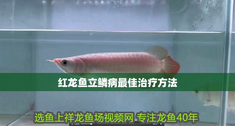 紅龍魚立鱗病最佳治療方法