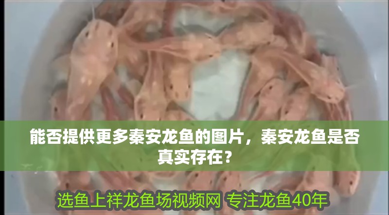 能否提供更多秦安龍魚的圖片，秦安龍魚是否真實存在？