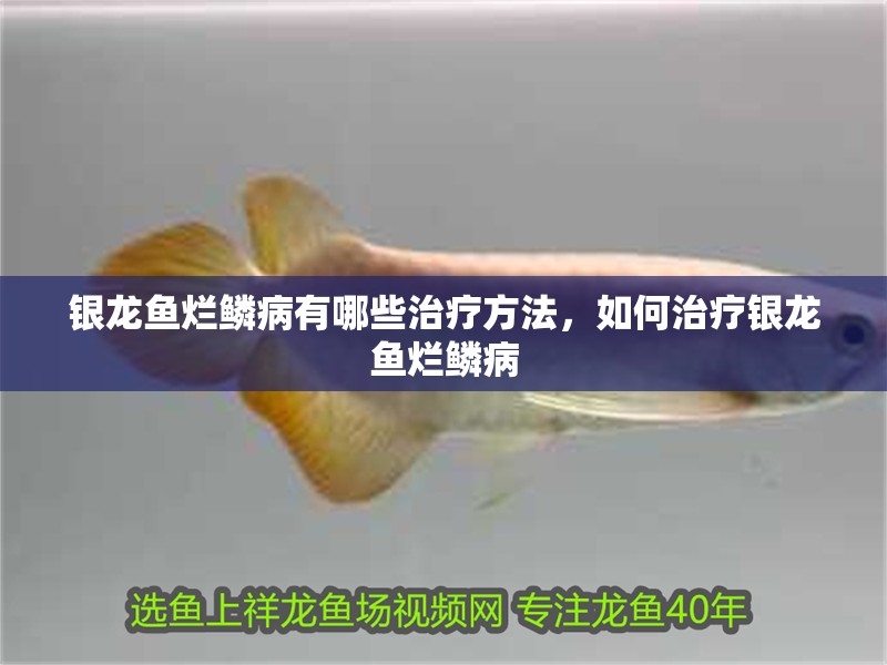 銀龍魚爛鱗病有哪些治療方法，如何治療銀龍魚爛鱗病