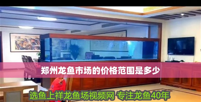鄭州龍魚市場(chǎng)的價(jià)格范圍是多少