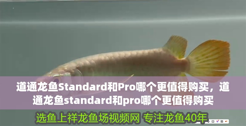 道通龍魚Standard和Pro哪個更值得購買，道通龍魚standard和pro哪個更值得購買