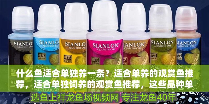 什么魚適合單獨養一條？適合單養的觀賞魚推薦，適合單獨飼養的觀賞魚推薦，這些品種單養更出彩