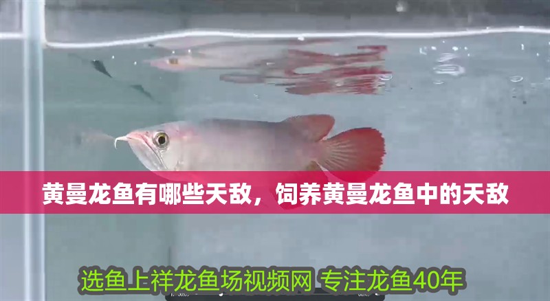 黃曼龍魚有哪些天敵，飼養(yǎng)黃曼龍魚中的天敵