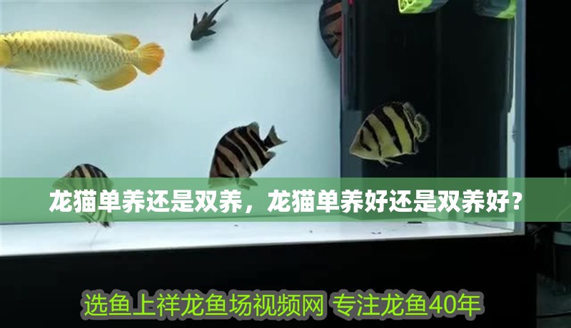 龍貓單養還是雙養，龍貓單養好還是雙養好？