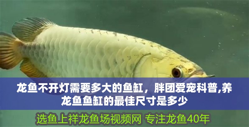 龍魚不開燈需要多大的魚缸，胖團愛寵科普,養龍魚魚缸的最佳尺寸是多少