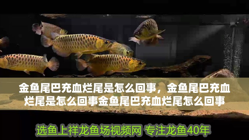 金魚尾巴充血爛尾是怎么回事，金魚尾巴充血爛尾是怎么回事金魚尾巴充血爛尾怎么回事