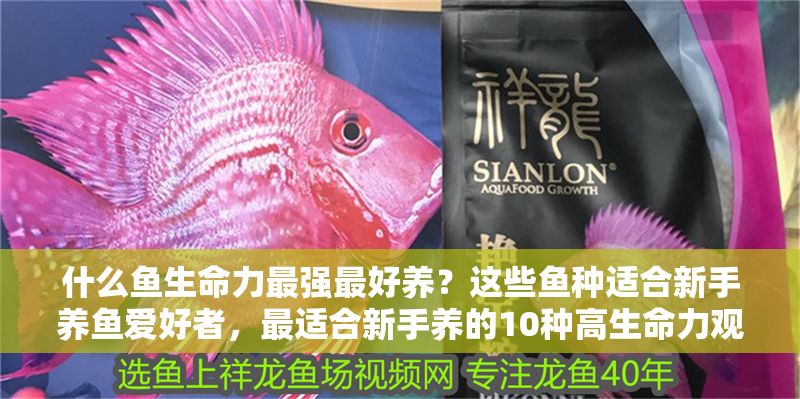 什么魚生命力最強最好養(yǎng)？這些魚種適合新手養(yǎng)魚愛好者，最適合新手養(yǎng)的10種高生命力觀賞魚推薦