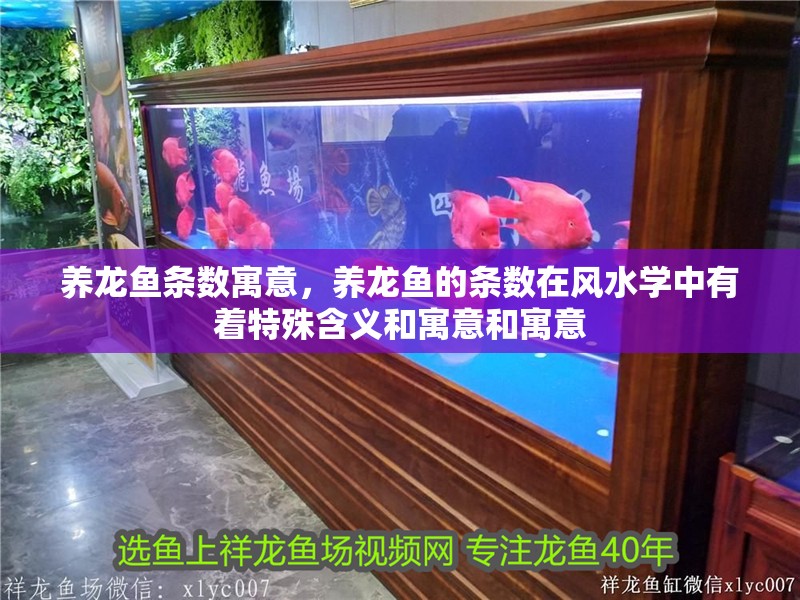 養(yǎng)龍魚條數(shù)寓意，養(yǎng)龍魚的條數(shù)在風(fēng)水學(xué)中有著特殊含義和寓意和寓意