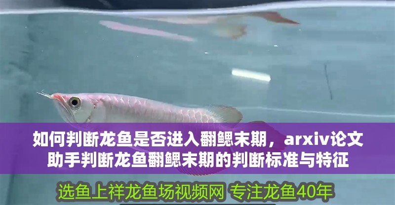 如何判斷龍魚是否進入翻鰓末期，arxiv論文助手判斷龍魚翻鰓末期的判斷標準與特征