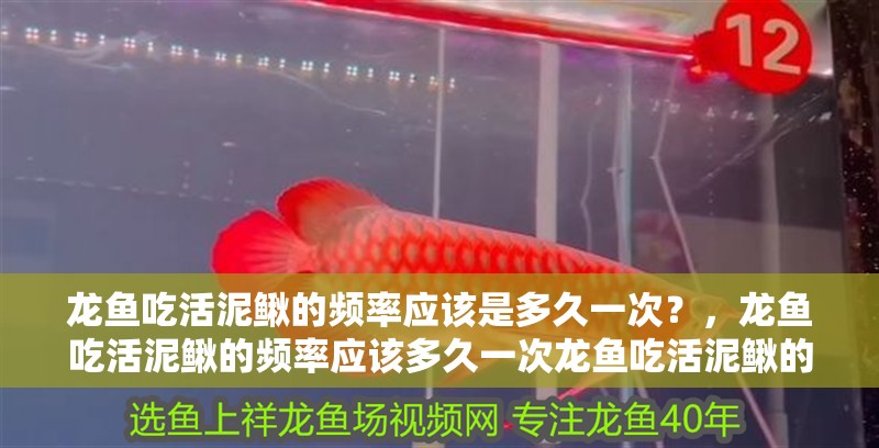 龍魚吃活泥鰍的頻率應(yīng)該是多久一次？，龍魚吃活泥鰍的頻率應(yīng)該多久一次龍魚吃活泥鰍的頻率