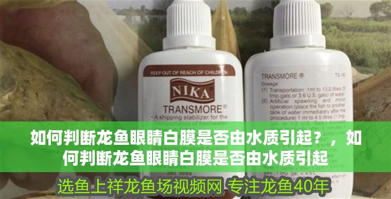 如何判斷龍魚眼睛白膜是否由水質引起？，如何判斷龍魚眼睛白膜是否由水質引起