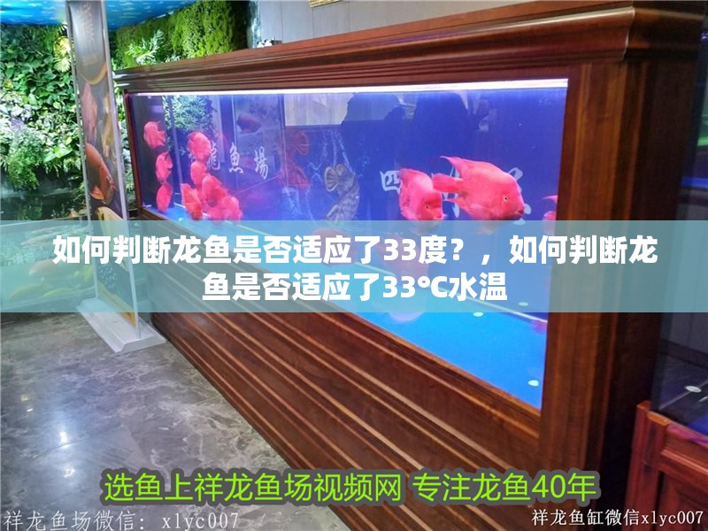 如何判斷龍魚是否適應了33度？，如何判斷龍魚是否適應了33℃水溫