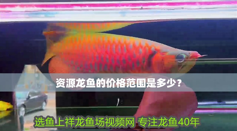 資源龍魚的價格范圍是多少？